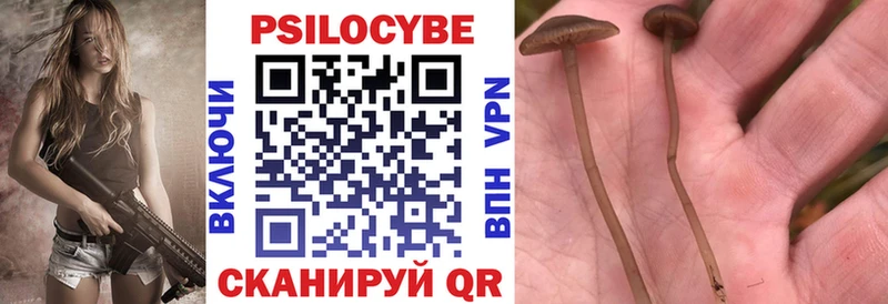 Псилоцибиновые грибы Psilocybe  сколько стоит  Мураши 